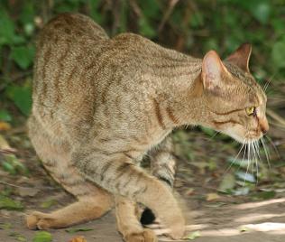 75% wildcat, Felis silvestris lybica